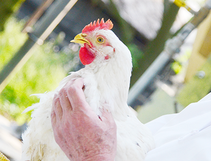 Hakata Chicken